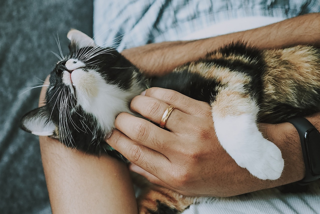 Elevated Wooden Pet Beds: A DIY Guide